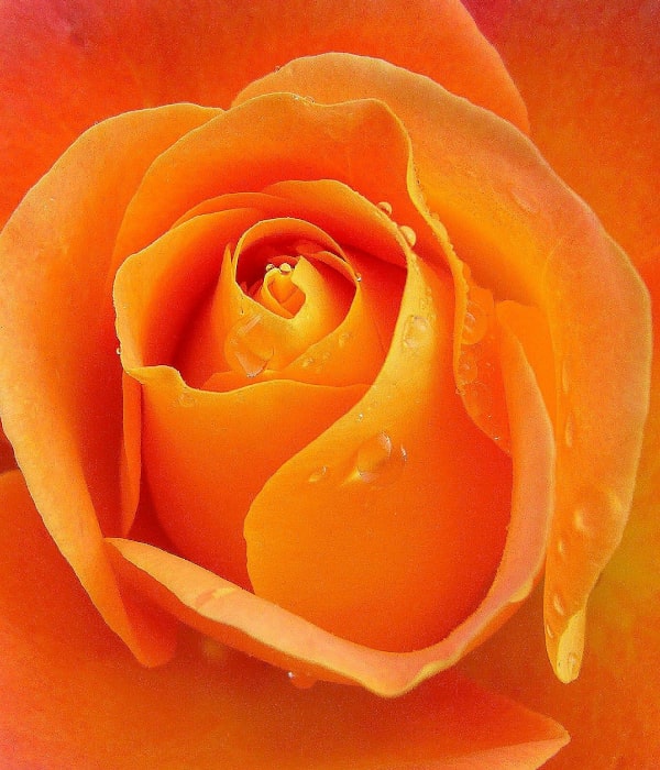 rose-66707_1920-min